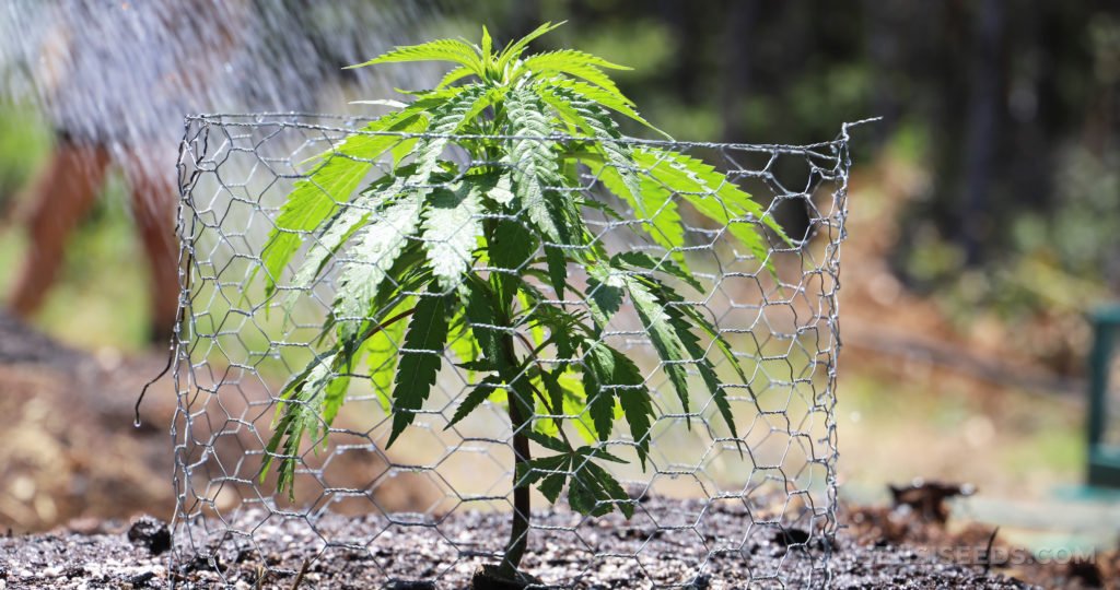 Tips For Growing Marijuana